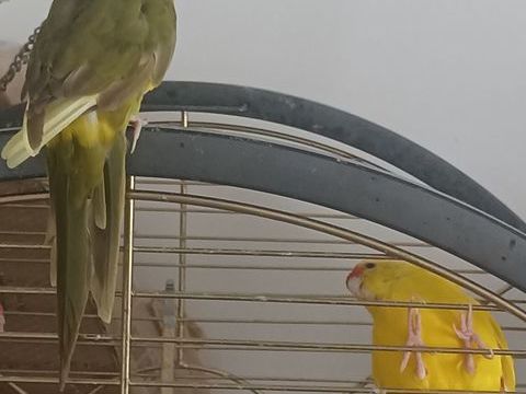 Deux m&acirc;le kakariki 40 40700 Hagetmau