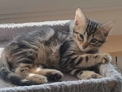 Finn, Merlin & Willy 230 69150 Dcines-charpieu