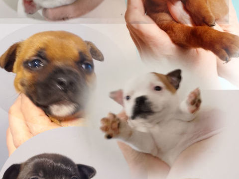 chiots staffies ,origines itcheboren , s&eacute;rious-staff 450 29300 Quimperlé
