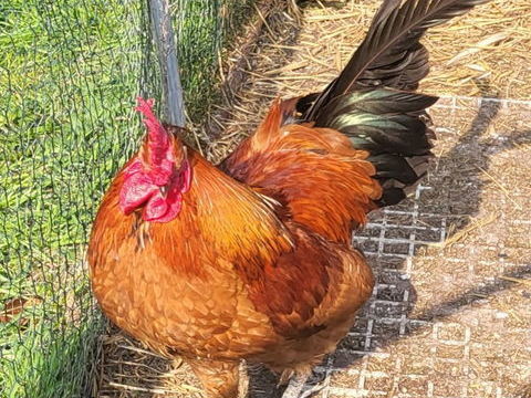 Donne jeune coq 0 62730 Les attaques