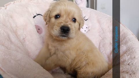 Chiots golden retriever 800 34450 Vias