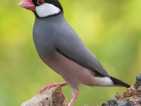 Paddas de Java 100 64310 Saint-p�e-sur-nivelle