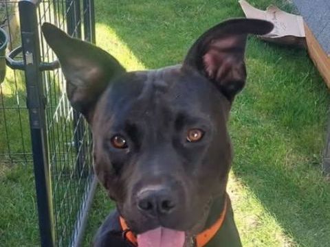 Chien ROCCO &agrave; l adoption 210 38230 Charvieu-chavagneux