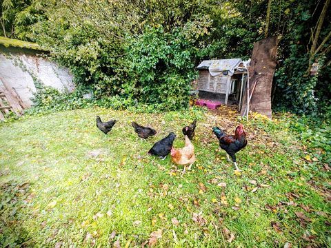 6 poules race noire de Janze, poule pondeuse avec coq 29 01600 Reyrieux