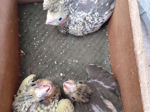 bebes calopsittes pour eam 25 62250 Landrethun-le-nord