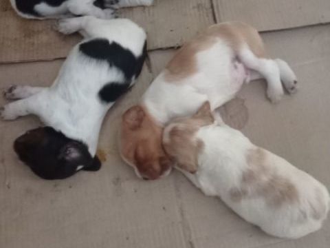 A r&eacute;server chiots &eacute;pagneul breton 1000 42450 Sury-le-comtal
