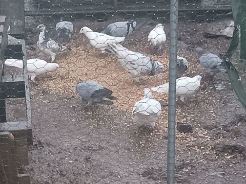 Plusieurs Pigeons 3 40800 Latrille