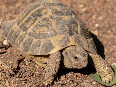 Tortue de terre 11 ans 90 13127 Vitrolles