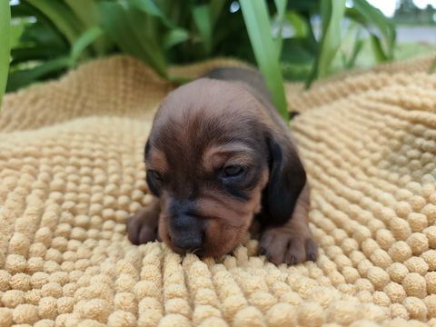 chiot teckel nain poils ras 2000 85440 Avrill�