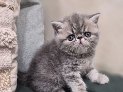 Exotic Shorthair et Persan 1200 22780 Plounérin