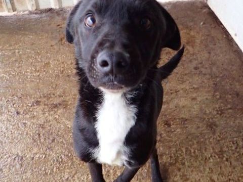 Rexi &agrave; l'adoption 300 69003 Lyon