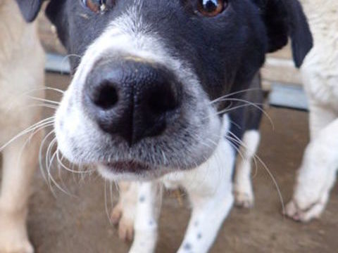 Suchy &agrave; l'adoption 320 76000 Rouen