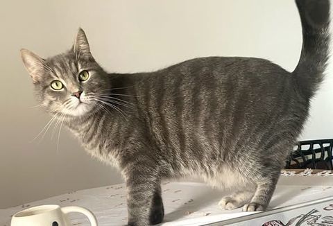 Chat GRIBOUILLE &agrave; l adoption 200 26000 Valence