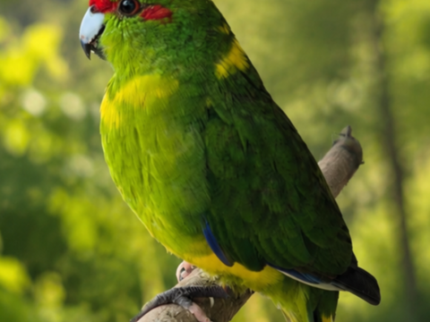 Kakariki perruche, petit perroquet (vert jaune bleu, rouge) 60 31660 Buzet-sur-tarn