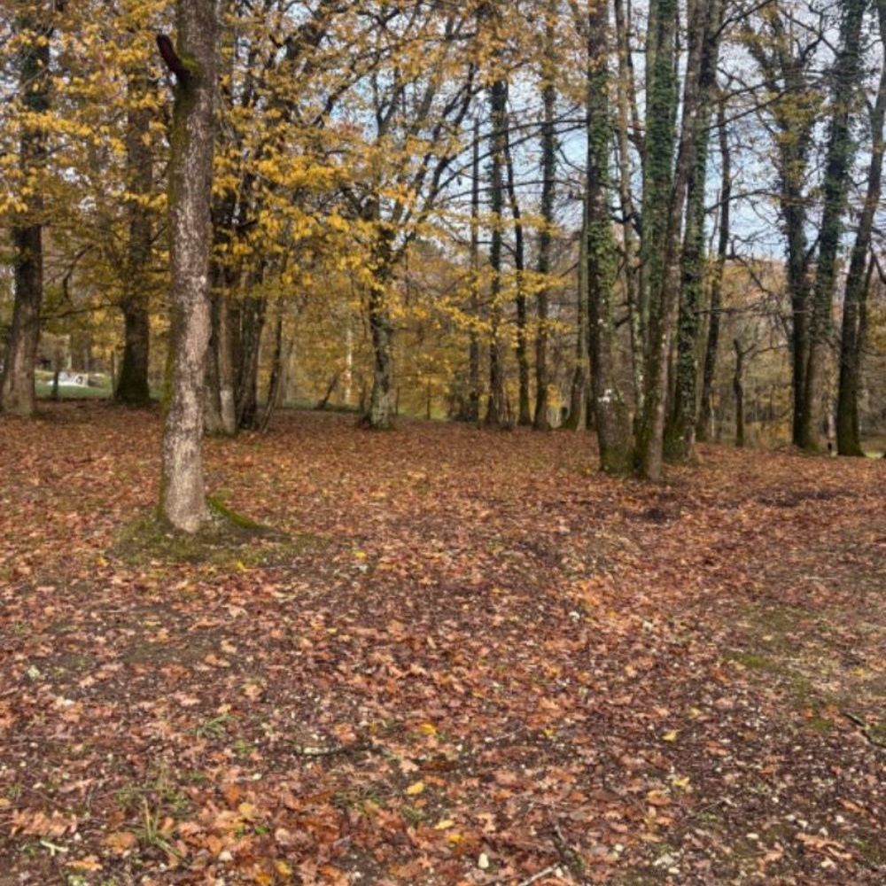 Maisons neuves   Camarsac (33750)