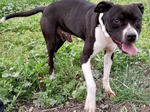 VICTORIO, croisé border collie 8 ans 200 30000 Nmes