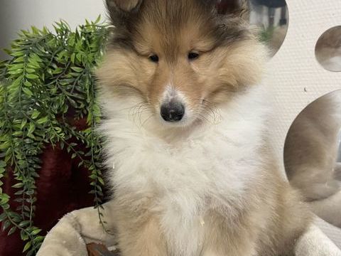 Chiot colley poil long LOF a réservé 950 58350 Nannay