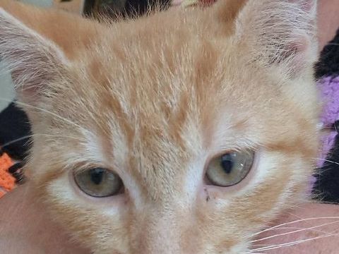 MARCELINO CHATON DE 2 MOIS 80 62190 Lières