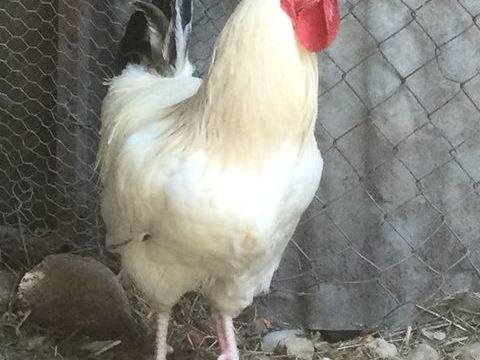 Beau coq de ferme blanc reproducteur 25 26700 La garde-adhémar