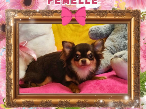 Chiot chihuahua femelle poils longs 700 18140 Pr�cy