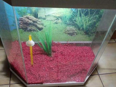 Aquarium 30 68200 Mulhouse