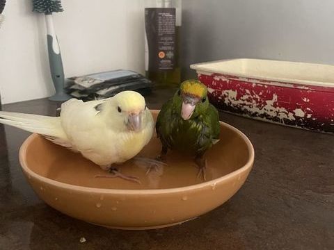 Kakariki 50 83600 Fr�jus