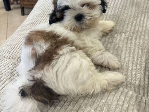Adorables chiots Shih-tzu 900 67870 Griesheim-pr�s-molsheim