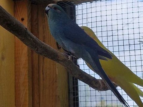 Kakariki 70 44350 Gurande
