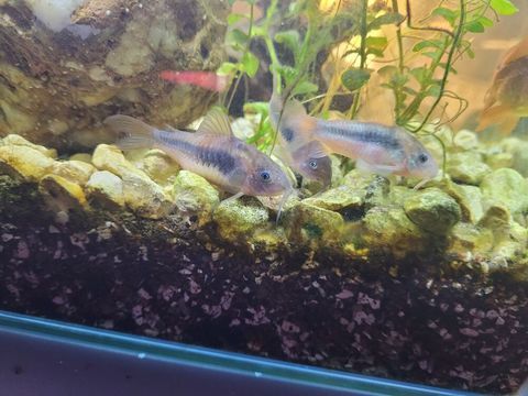 3 Corydoras argent&eacute;s 5 44320 Chauvé