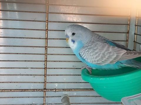 Perruche ondulée 
10 45380 Chaingy