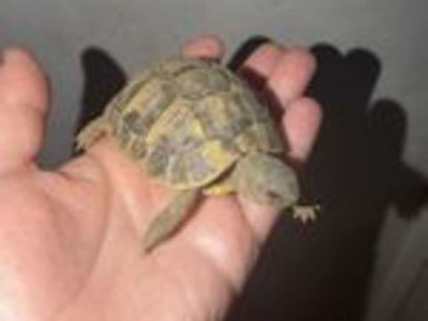   Bb+tortue 
