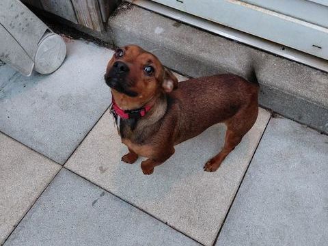 ISCIANE 350 44330 Vallet