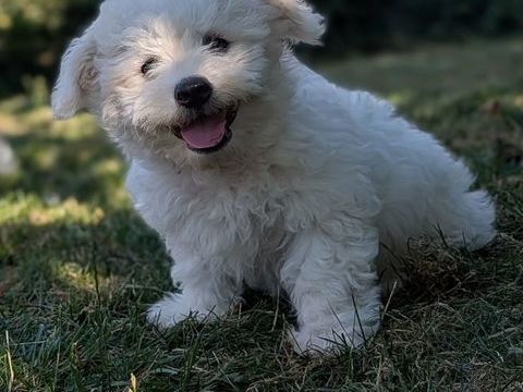 Bichon frise non lof disponible 900 62850 Haut-loquin