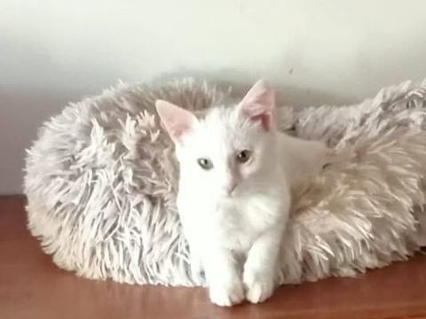 ALMA 200 27140 Gisors