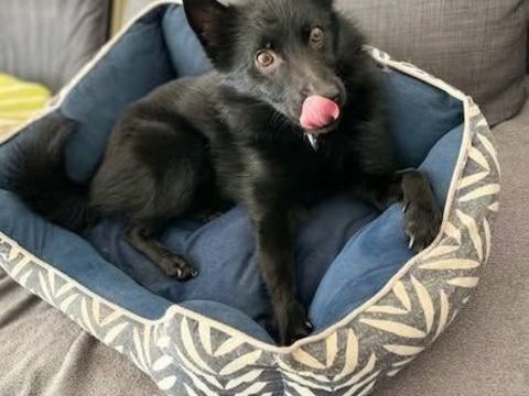 Chien SCHIPPERKE &agrave; l adoption 350 26130 Saint-restitut
