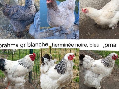 oeufs fecondé de brahma 2 71360 pinac