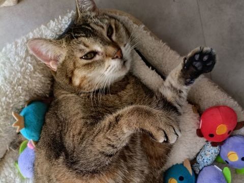 BECHAMELLE, chatte tigr&eacute;e 1 an 120 34000 Montpellier