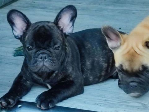 Superbes chiots Bouledogue Fran&ccedil;ais LOF 485 11000 Carcassonne