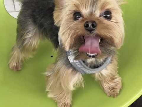 Cherche Yorkshire femelle pour saillie 0 75016 Paris