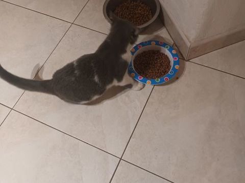 Chaton gris/blanc à donner. 0 40390 Saint-martin-de-seignanx