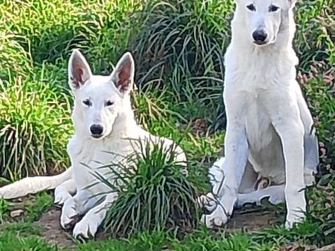  "Chiots de classe pour gens de qualit&eacute;".  3 Superbes chiots 1300 85670 Saint-christophe-du-ligneron