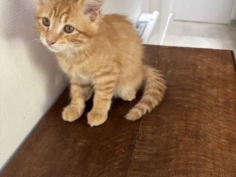 de 5 chatons de famille dont 3 m&acirc;les et 2 femelles. 700 44350 Guérande