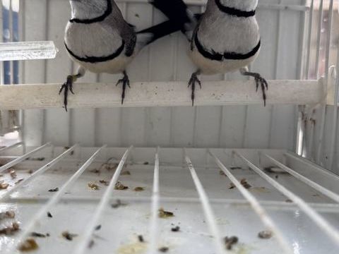 diamants bichenos 30 54450 Domjevin