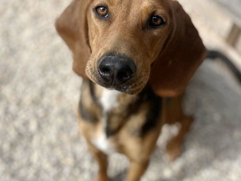 Soma, 13 mois, est à l'adoption! 0 34000 Montpellier