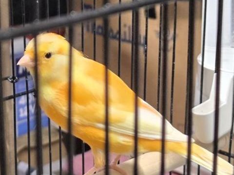 canaris mal ou femelles 20 euros. 20 60240 Chaumont-en-vexin