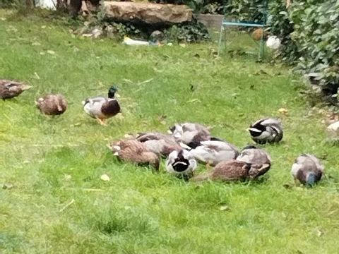 Canard colvert 30 60380 Songeons