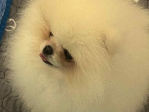 ?? Véritable Poméranien RARE Robe Blanc ? Mâle TEACUP 2900 06000 Nice