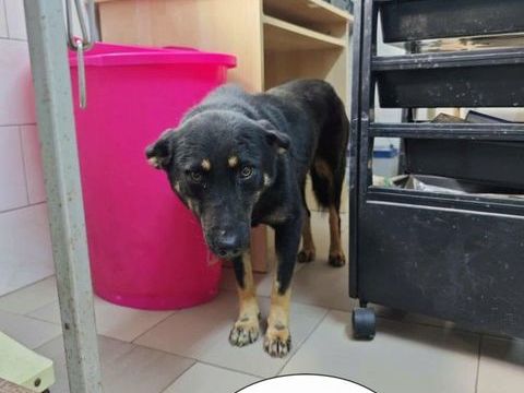 Hina à l'adoption 300 40000 Mont-de-marsan