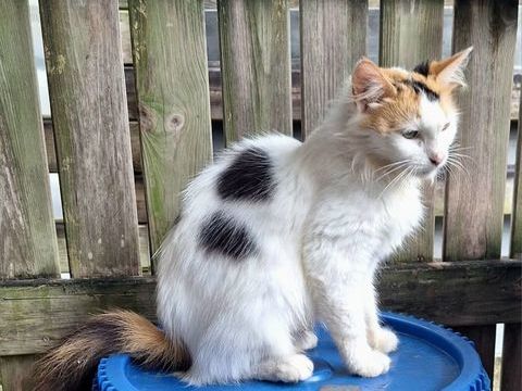 ✨️ P&Eacute;N&Eacute;LOPE ✨️ 190 95000 Cergy