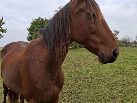 JUMENT TROTTEUR FRANCAIS 1500 52700 Andelot-blancheville